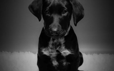 🐾 Nouvelle Recrue !!! 🐾