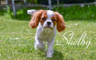 Voici Shelby
