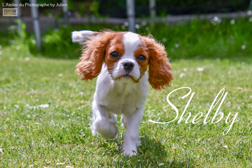 Voici Shelby