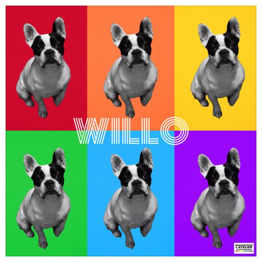 🐾 WILLO