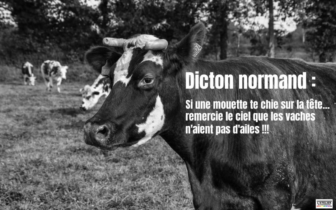 Dicton du jour, bonjour !!! 😜