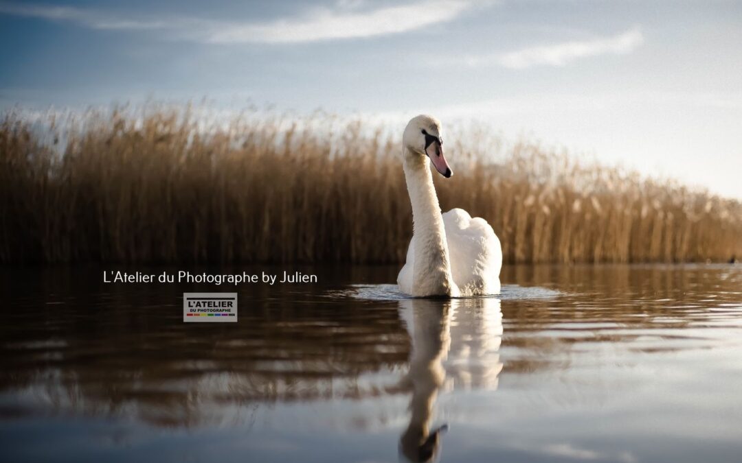 🗣🎙🎼Il suffira d’un cygne… 😉 🦢