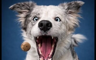 📸🐶Photo prise 0.2 seconde avant le bonheur absolu.