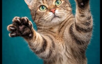 Selon vous, Tabatha 🐱 est plutôt…