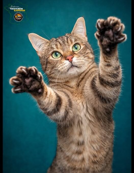 Selon vous, Tabatha 🐱 est plutôt…