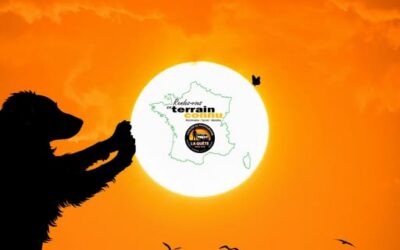 Le Border et le Papillon 🐶🌞🦋