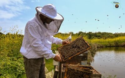 L&rsquo;Abeille de Ré