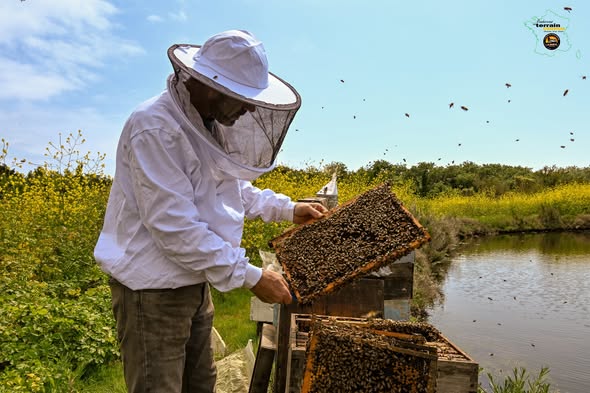 L&rsquo;Abeille de Ré